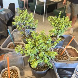 Thunderstruck Bonsai