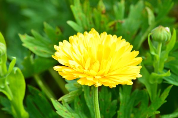 Memorial University Botanical Garden by null