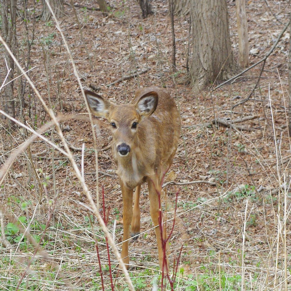 East Don Parkland - Deer. Please don't feed them. They have very delicate digestive systems! Too much of anything isn't good for them. - Parks Near Me - Toronto, Ontario East Don Parkland - Deer. Please don't feed them. They have very delicate digestive systems! Too much of anything isn't good for them. - Parks Near Me - Toronto, Ontario