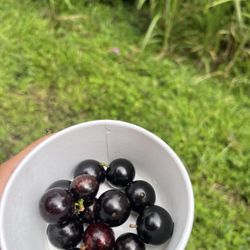 Josanna's Organic Garden