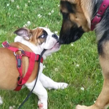 Citibulldogs - Duncan loves playing with his German cousin! - Pet Services Near Me Citibulldogs - Duncan loves playing with his German cousin! - Pet Services Near Me