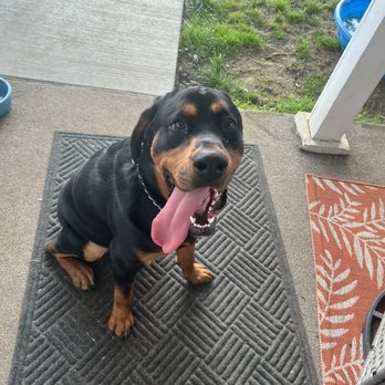 Dog Gone Worth It - Pet Training Near Me