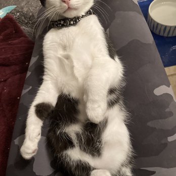 Kitten Rescue - I love Charlie - Animal Shelters Near Me - North Hollywood, California Kitten Rescue - I love Charlie - Animal Shelters Near Me - North Hollywood, California