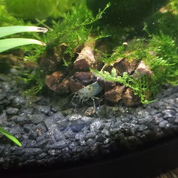405 Tropical Fish - Big daddy already feeling comfy! - Local Fish Stores Near Me - Westminster, California 405 Tropical Fish - Big daddy already feeling comfy! - Local Fish Stores Near Me - Westminster, California