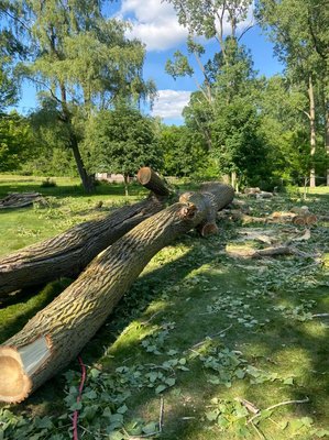 Tree Removal - We are one of the top premier tree companies in the mid Michigan area. We specialize in tree removals,tree trimming, ornamental pruning, bush shaping, treating diseased trees, stump removal any and all tree need and services are met with everyone here at D&T Tree Experts.