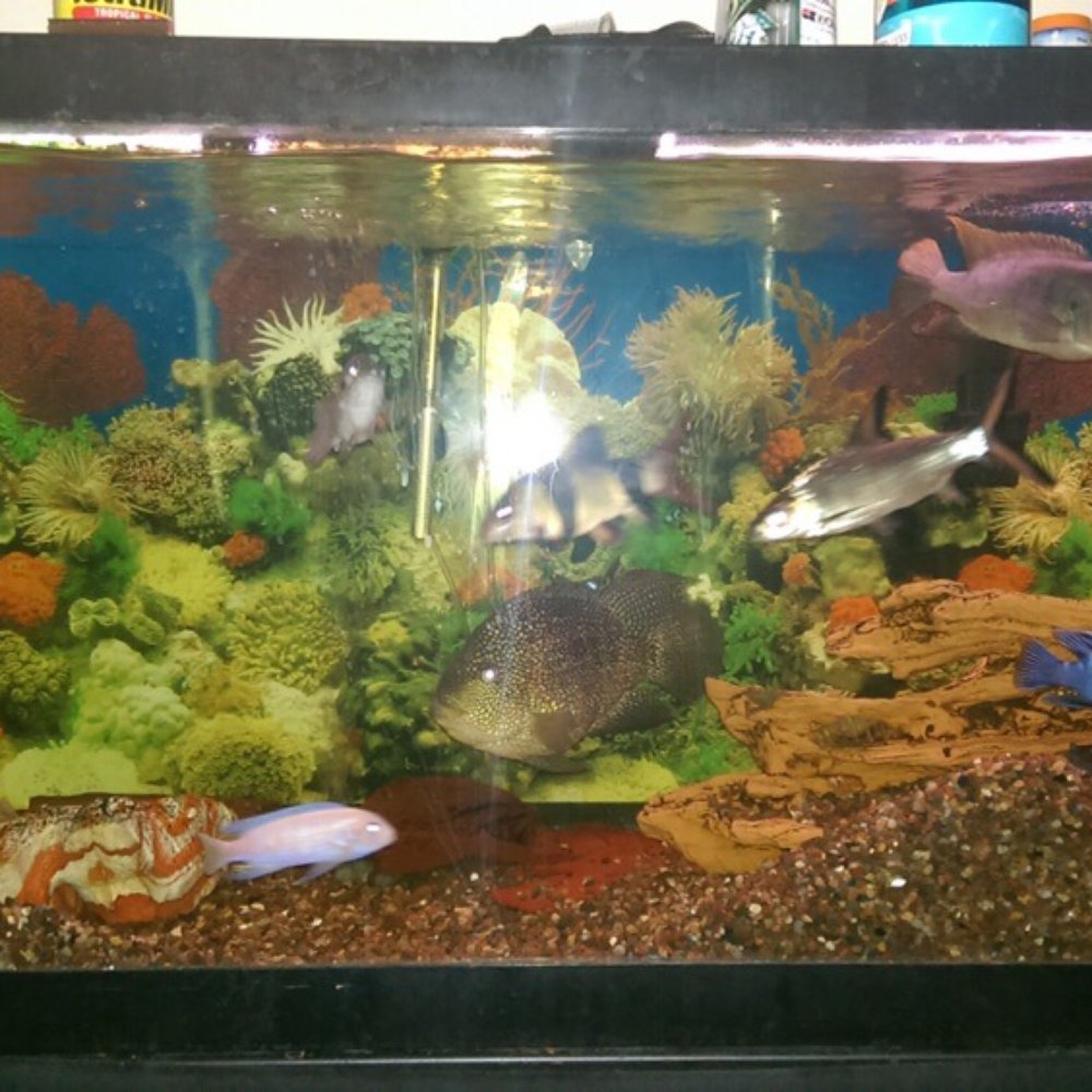 My tank they helped me stock with mostly cichlids before it started to leak.