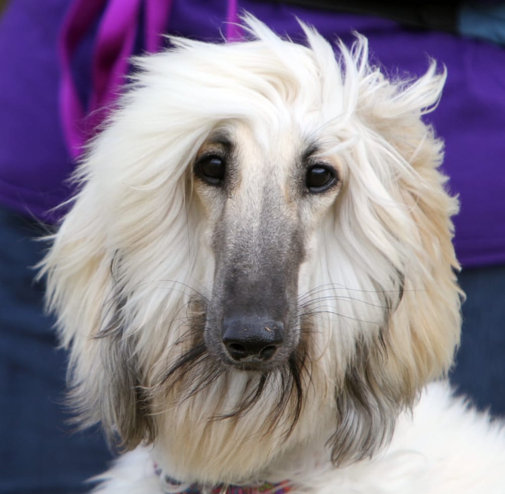 DOGS ONLY GROOMING SERVICE Updated August 2024 2005 Nicodemus Mile