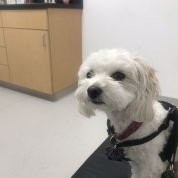 West LA Veterinary Group - Veterinarians Near Me - Los Angeles, California West LA Veterinary Group - Veterinarians Near Me - Los Angeles, California
