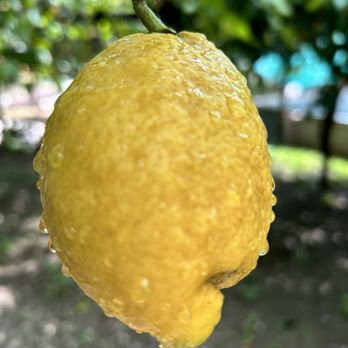 Amalfi Lemon Experience - Food Tours Near Me - Amalfi, SA