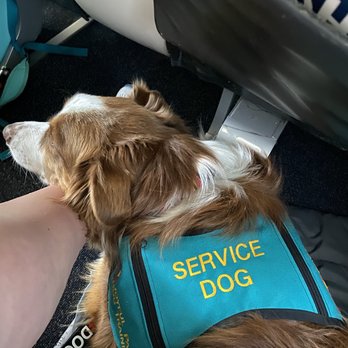 Joyful Paws Service Dogs - Pet Training Near Me - Windsor, Connecticut