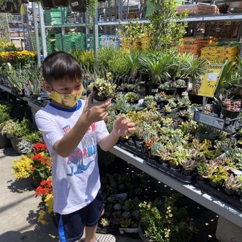 The Home Depot - Choosing succulent - Nurseries & Gardening Near Me - West Covina, California The Home Depot - Choosing succulent - Nurseries & Gardening Near Me - West Covina, California