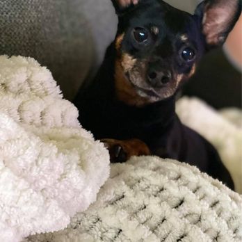 BluePearl Pet Hospital - My sweet boy, Aang - Veterinarians Near Me - Oklahoma City, Oklahoma BluePearl Pet Hospital - My sweet boy, Aang - Veterinarians Near Me - Oklahoma City, Oklahoma