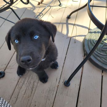 Anvil K9 Dog Training - This is Bear - Pet Training Near Me - Chattanooga, Tennessee Anvil K9 Dog Training - This is Bear - Pet Training Near Me - Chattanooga, Tennessee
