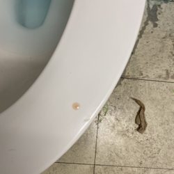 Dollar Tree - Blood on the toilet seat