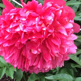 Adelman Peony Gardens - Nurseries & Gardening Near Me - Salem, Oregon