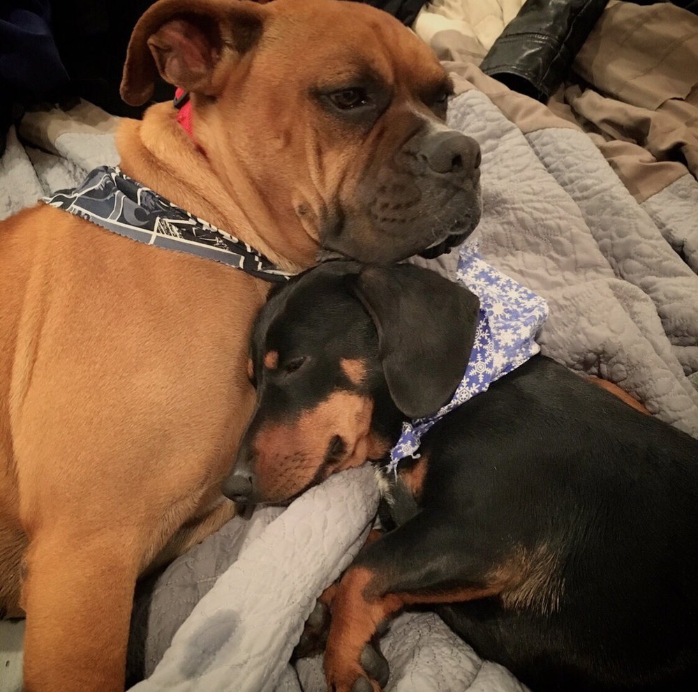 THE PETSTYLING COMPANY 80 Photos & 98 Reviews 600 Coffee Rd