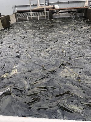 DIPAC Macaulay Salmon Hatchery by null