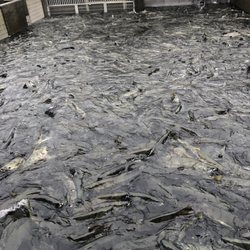 DIPAC/Macaulay Salmon Hatchery - 7/28/22