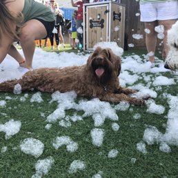My dog from Manor Lake Labradoodles. My dog from Manor Lake Labradoodles.