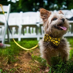 Duportail House - Duportail is dog friendly!!!
