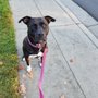 Photo of Peaceful Paws Adventure Club