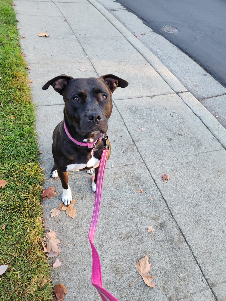 Peaceful Paws Adventure Club - pet boarding facility in San Francisco, CA
