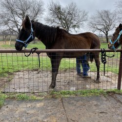 Peaceful Acres TX - Stiletto getting her feet trimmed