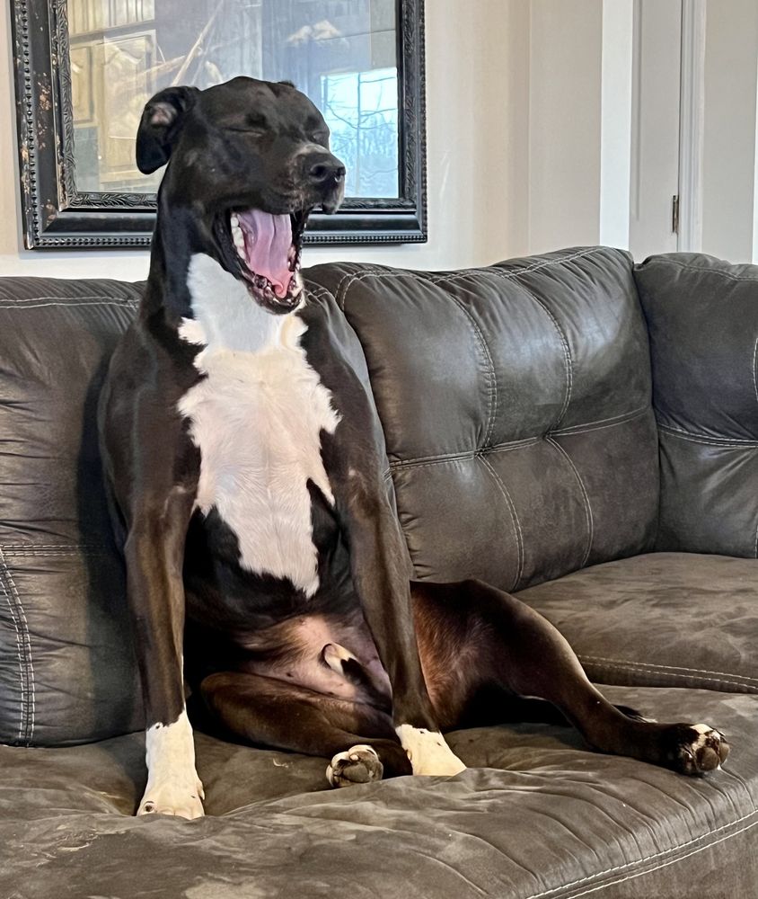 EASYVET VETERINARIAN KNOXVILLE Updated August 2024 12 Photos 2040