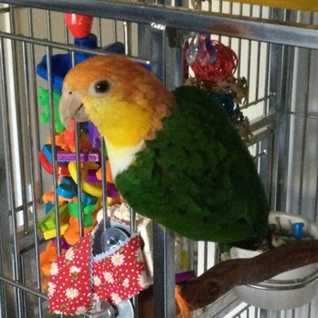 Feathered Follies - Kai looking for adventure! - Pet Stores Near Me - Concord, California