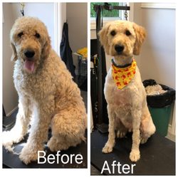 Paws-itive Vibes Dog Spa