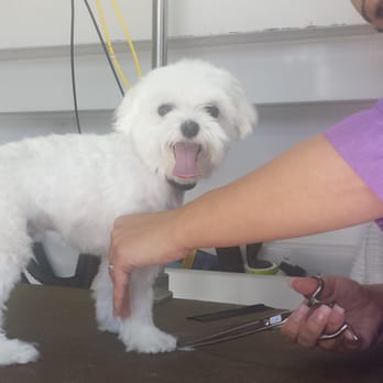 Wigglez N Wagz - Giving Chucky a smooth finishing look using scissors. - Pet Groomers Near Me Wigglez N Wagz - Giving Chucky a smooth finishing look using scissors. - Pet Groomers Near Me