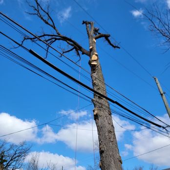 Tall Oak Tree Service - Tree Services Near Me - harlan, Indiana Tall Oak Tree Service - Tree Services Near Me - harlan, Indiana