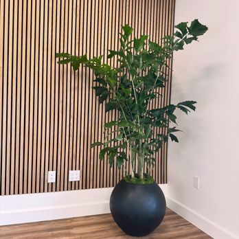 Lush Leaf Creations - Indoor Landscaping Near Me Lush Leaf Creations - Indoor Landscaping Near Me