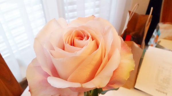 blume 3000 | Zürich HB ShopVille by null