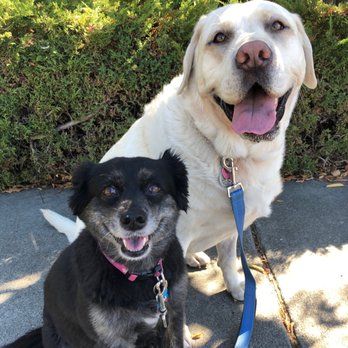 Jen's Dog Walking Service - Dog Walkers Near Me Jen's Dog Walking Service - Dog Walkers Near Me