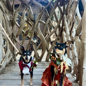 Precious Pet Care - Pet Sitting Near Me - San Diego, California