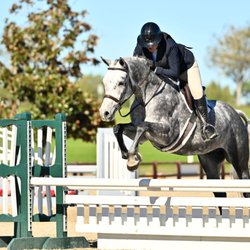 Seascape Sport Horses