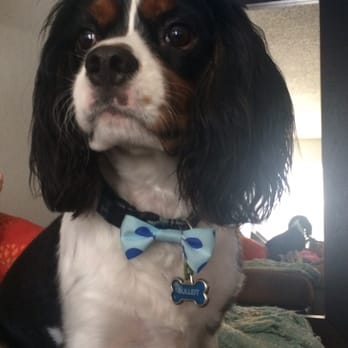 Ruff Haus Grooming - Ruff house is simply the best! Kevin does a fantastic job! - Pet Groomers Near Me - Costa Mesa, California Ruff Haus Grooming - Ruff house is simply the best! Kevin does a fantastic job! - Pet Groomers Near Me - Costa Mesa, California