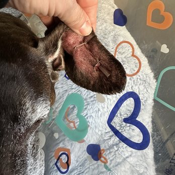 Country Vet - Ear Hematoma (dog) - Veterinarians Near Me - Rapid River, Michigan Country Vet - Ear Hematoma (dog) - Veterinarians Near Me - Rapid River, Michigan