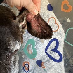 Country Vet - Ear Hematoma (dog)