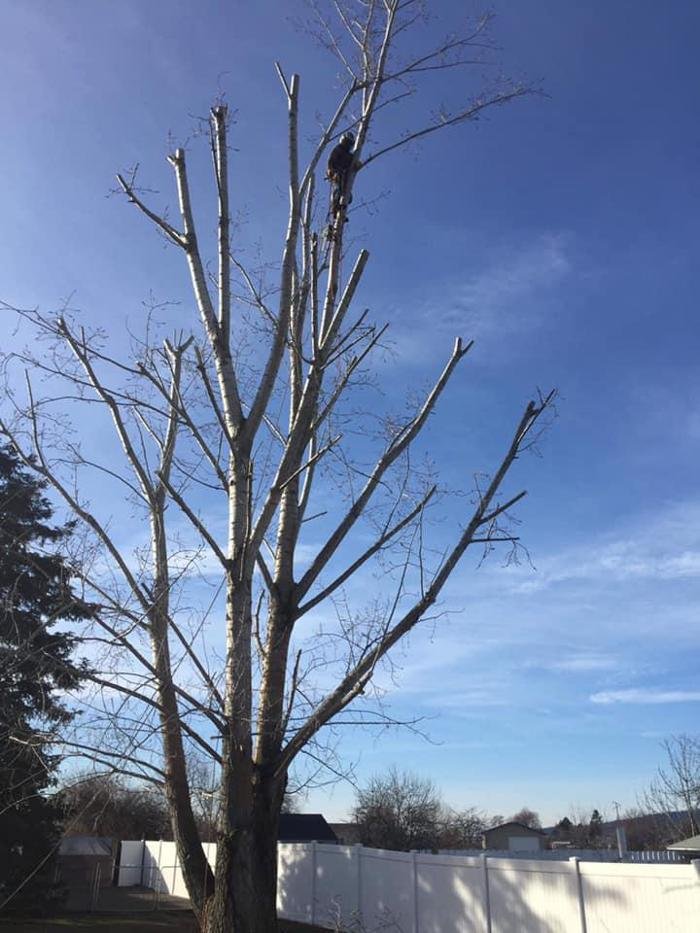 Curtis Point Tree Service - tree service in Spokane, WA