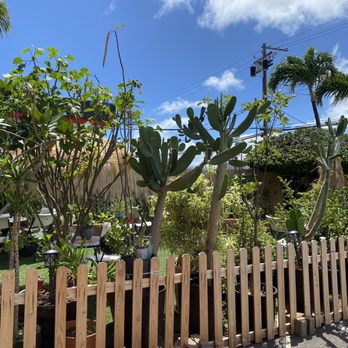 Loess Spa - Cacti! - Reflexology Near Me - Honolulu, Hawaii