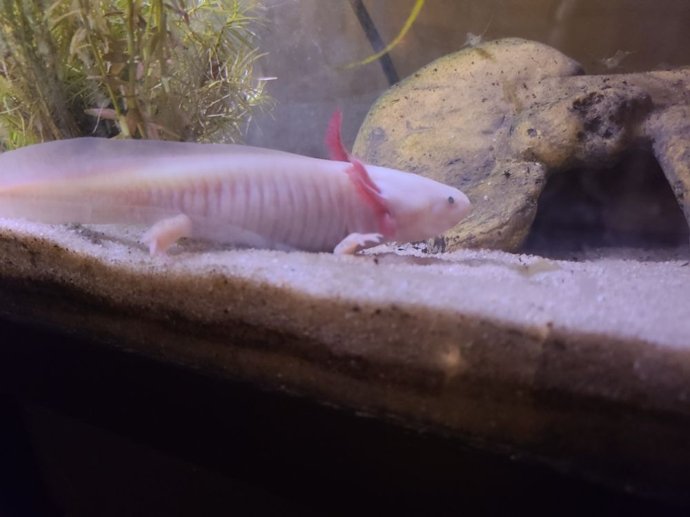 STUNNING LOTL’S Updated June 2024 Request Information Grand