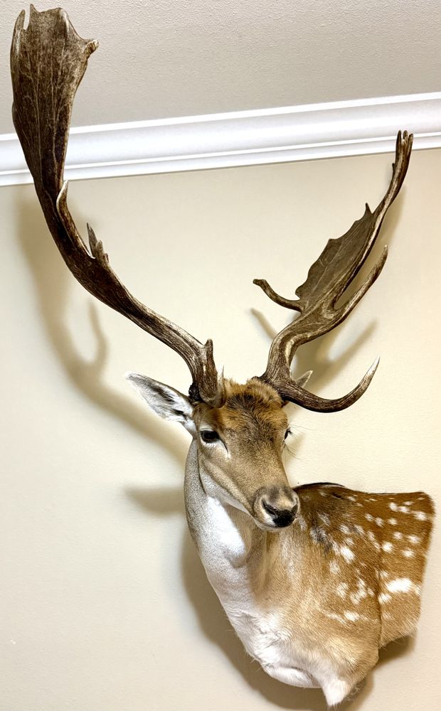 Shawn’s Custom Taxidermy - taxidermy in Center Point, TX
