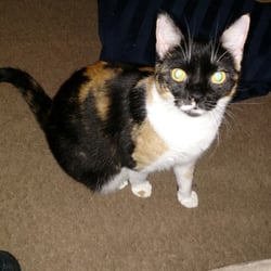 Angel Paws - Crackers