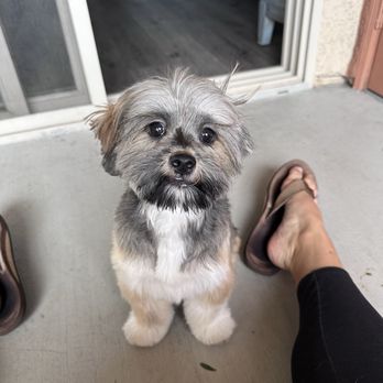 Canine Image - After! - Pet Groomers Near Me - San Diego, California Canine Image - After! - Pet Groomers Near Me - San Diego, California