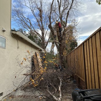 Cavara Tree Service - Tree Services Near Me - Redwood City, California