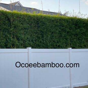 Ocoee bamboo Farm - Graceful Bamboo - Nurseries & Gardening Near Me - Ocoee, Florida