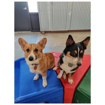 Camp Bow Wow - Pet Training Near Me - Sandy, Utah