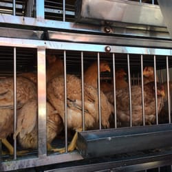 Red pullet chickens?